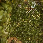 Secret Garden Liliad - *