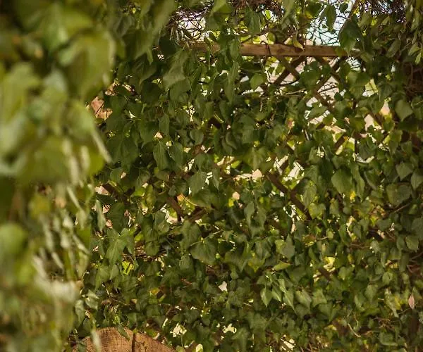 Secret Garden Liliad - *